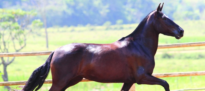 Cavalos: criação movimenta o agronegócio brasileiro